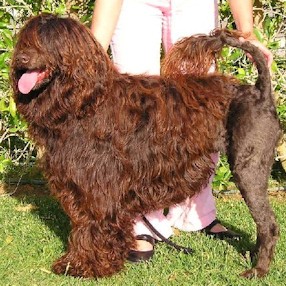 portuguese water dog : CH Agapita Da Estrela Do Mar